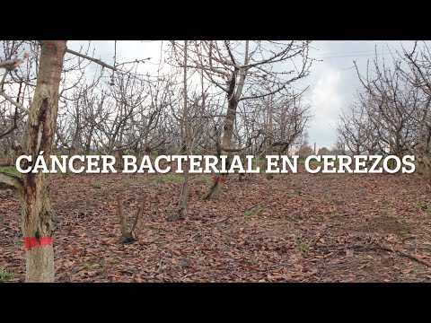 Video: Cancro bacteriano del cerezo: aprenda sobre el cancro bacteriano en los cerezos