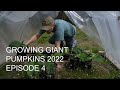 Growing Giant Pumpkins 2022 Episode 4 - Planting Spot Prep