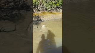 We weren’t expecting to catch this 😳 #fishing #crocodile #wildlife #predator #dinosaur