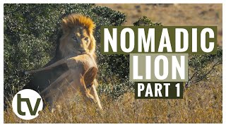 Lion Genetics Part 1: Introducing a New Male Lion to the Reserve screenshot 2