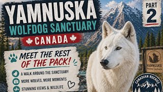 Yamnuska Wolfdog Sanctuary Part 2 🇨🇦 | Meet the Rest of the Pack | Canadian Rockies Adventure