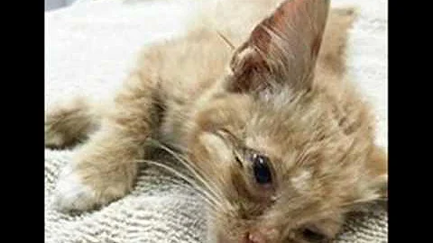 ¿Se puede salvar a un gatito desvanecido?