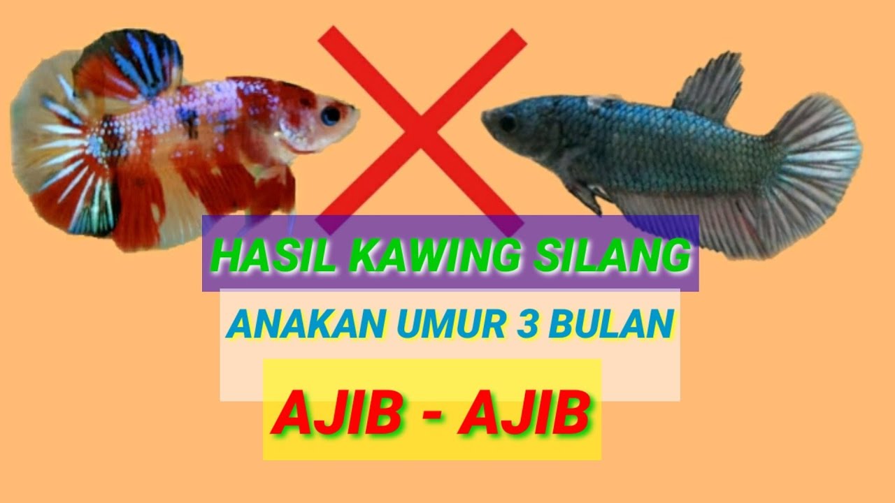 kawin silang ikan cupang nemo dengan dasar copper