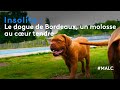 Insolite  le dogue de bordeaux un molosse au coeur tendre