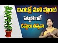 Ramaa Raavi | మనీ ప్లాంట్ ఉంటె అరిష్టమా? | Unknown Facts of Money Plant | Vastu Tips for Money Plant