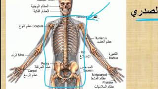 الهيكل العظمي للإنسان
