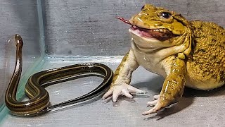 Wow! Asian Bullfrog With Water Snake and Frog | What will happen?