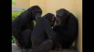 【京都市動物園 チンパンジー】タカシの誕生日。トウモロコシをうらやましそうに眺める男たち