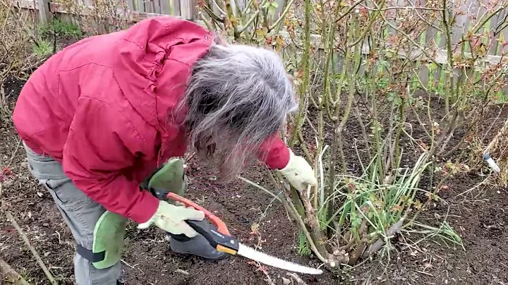 Pruning Roses with Barbara Casteel , Tillamook Cou...