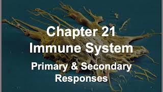 BIOS 254 CH 21 4 Immune   Primary & Secondary Responses