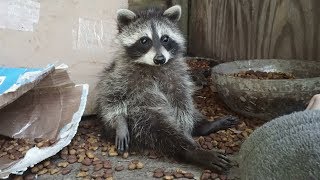 Hanging out with the baby raccoons around the porch.
