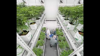 How Ostara Medical Is Producing Unique and High-Quality Cannabis To Improve Consumers' Well-Being