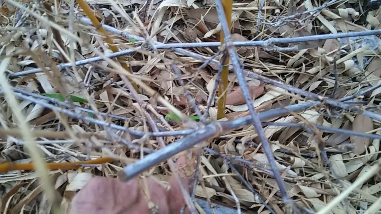 bio charles boyer Bamboo update 3/26/18