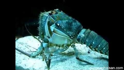 Cận cảnh Tôm hùm lột xác !
