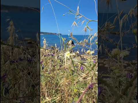     من أجمل شواطيء دلس بومرداس