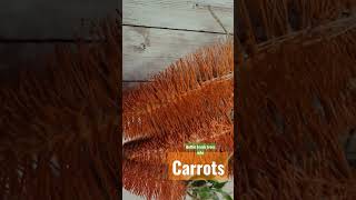 Dont spend a ton of money on bottle brush carrots!! #diy #potterybarn #dupe 🥕