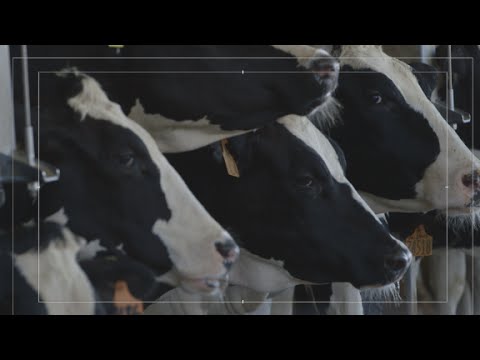 Turning Cow Poop Into Energy Youtube