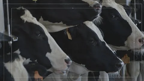 Turning cow poop into energy