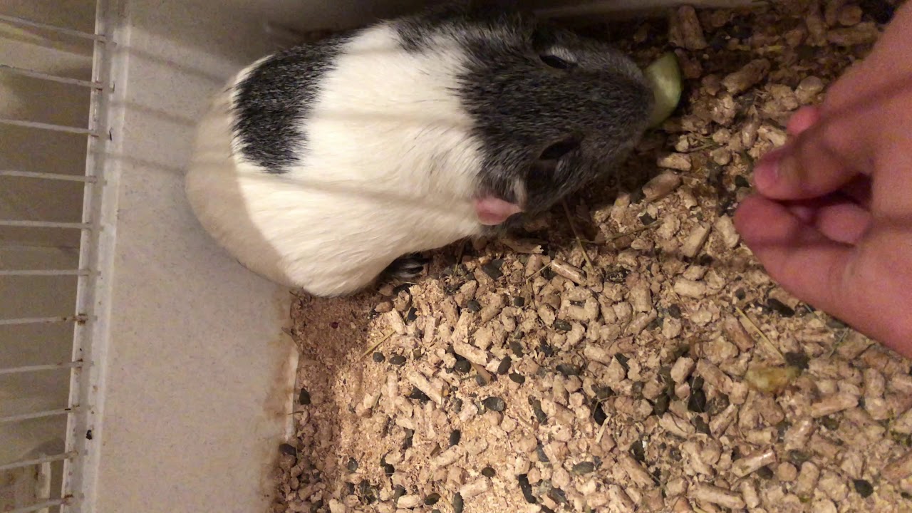 Guinea pig injured leg YouTube