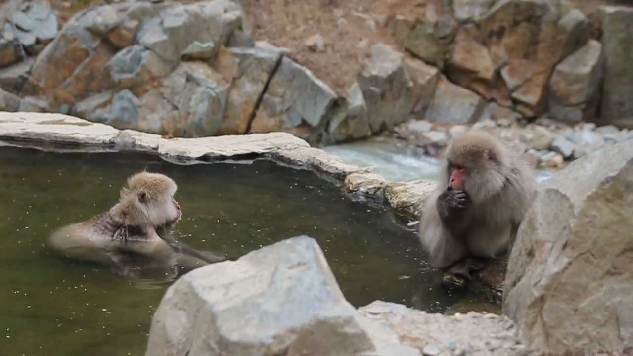 Jigokudani Monkey