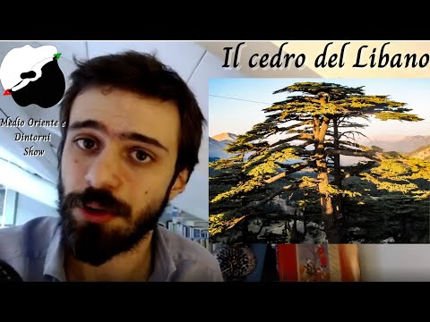 Video: Chi è la ricerca sul cedro?