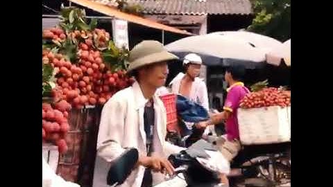 vải thiều lục ngạn Bắc Giang