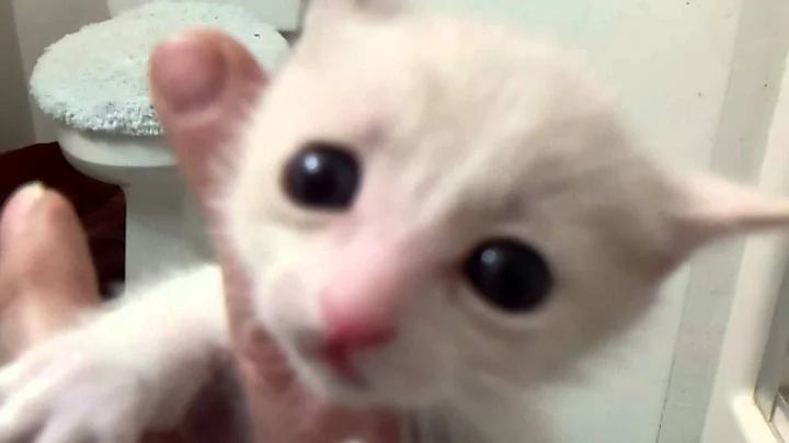 Video 1302541: japanese bobtail kittens born, kittens litter, born baby kitten, blue kitten