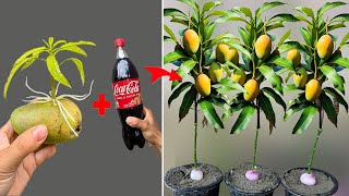 Video SUMMARY OF 4 MANGO TREE BREEDING TECHNIQUES using Coca Cola and aloe vera for super growth