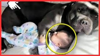 You Won't Believe What Happens When Dog Refuses to Let Baby Sleep Alone! #dog by WatchZozo 228 views 3 weeks ago 2 minutes, 36 seconds