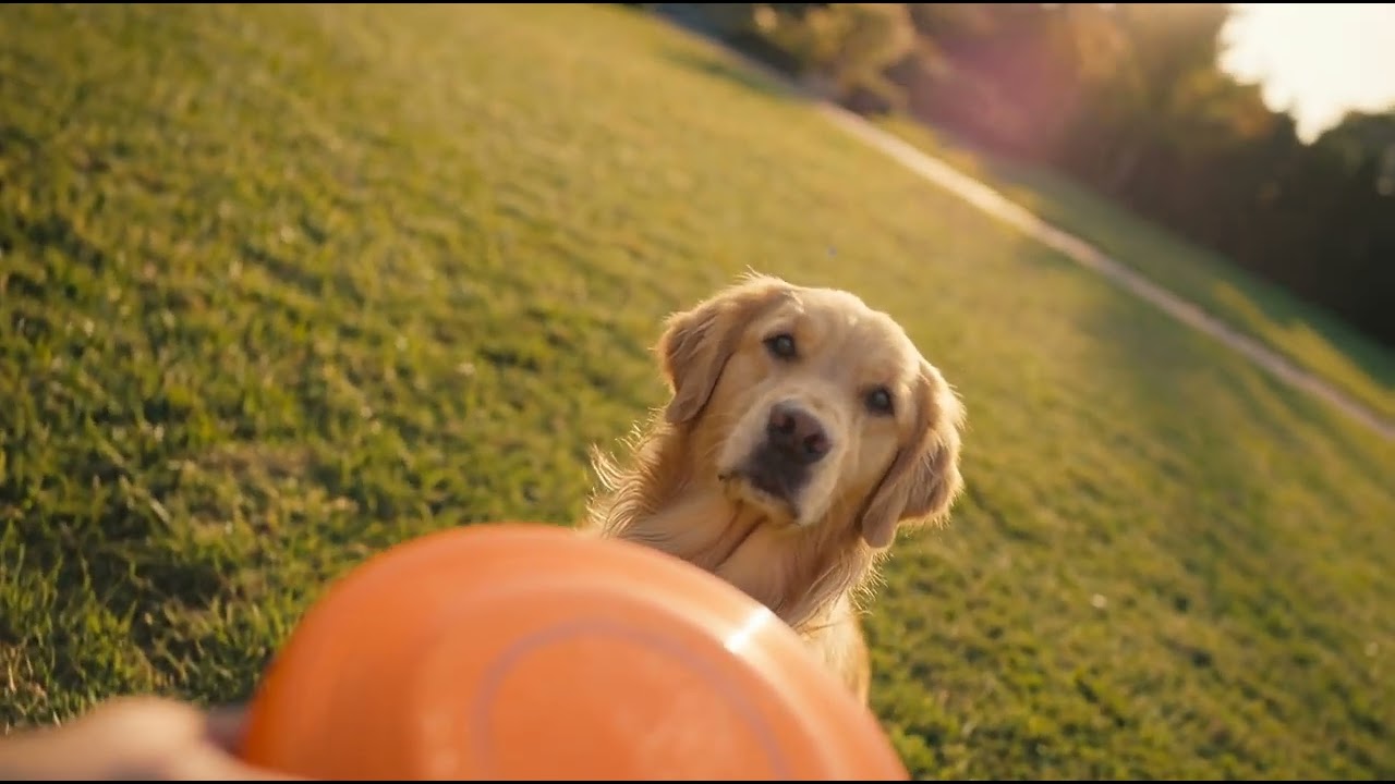 380fc86f 51dd 4894 885e 05a9bb0a37eb