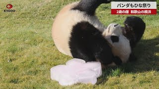 【速報】パンダに氷の桃花やあられ 2歳の雌 和歌山の楓浜