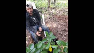 como sembrar un árbol con sistema de riego profundo