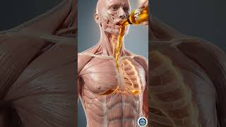 What Happens Inside Your Body When You Drink Energy Drinks? ⚡😱 part 01 #bodyfacts #anatomy #shorts