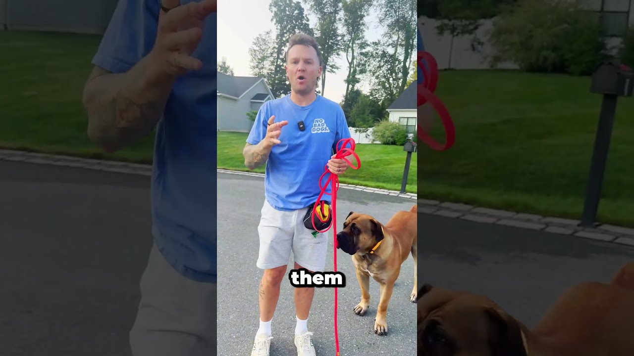 Stop Talking To Your Dog So Much Dogtraining Dogcoach Puppy Shorts