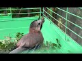 Спасенная сойка быстро поправляется. У нее особый рацион питания.