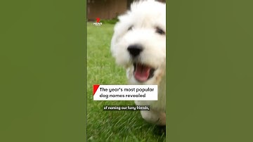 Favourite dog and cat names revealed for 2024