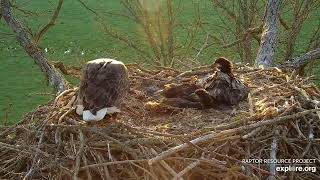 Decorah Eagles - North Nest 11.05.2024