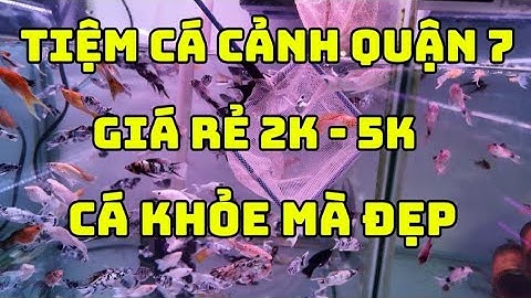 Lạc Vào Xứ Sở Cá Cảnh Quá Trời Mê - Cá Nhiều Đa Dạng Và Giá Hợp Lý|Tiệm Cá Thanh Hải Quận 7|Song Ngư
