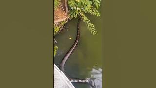 This Snake’s Length Will Shock You! Reticulated Python 🐍 🤯