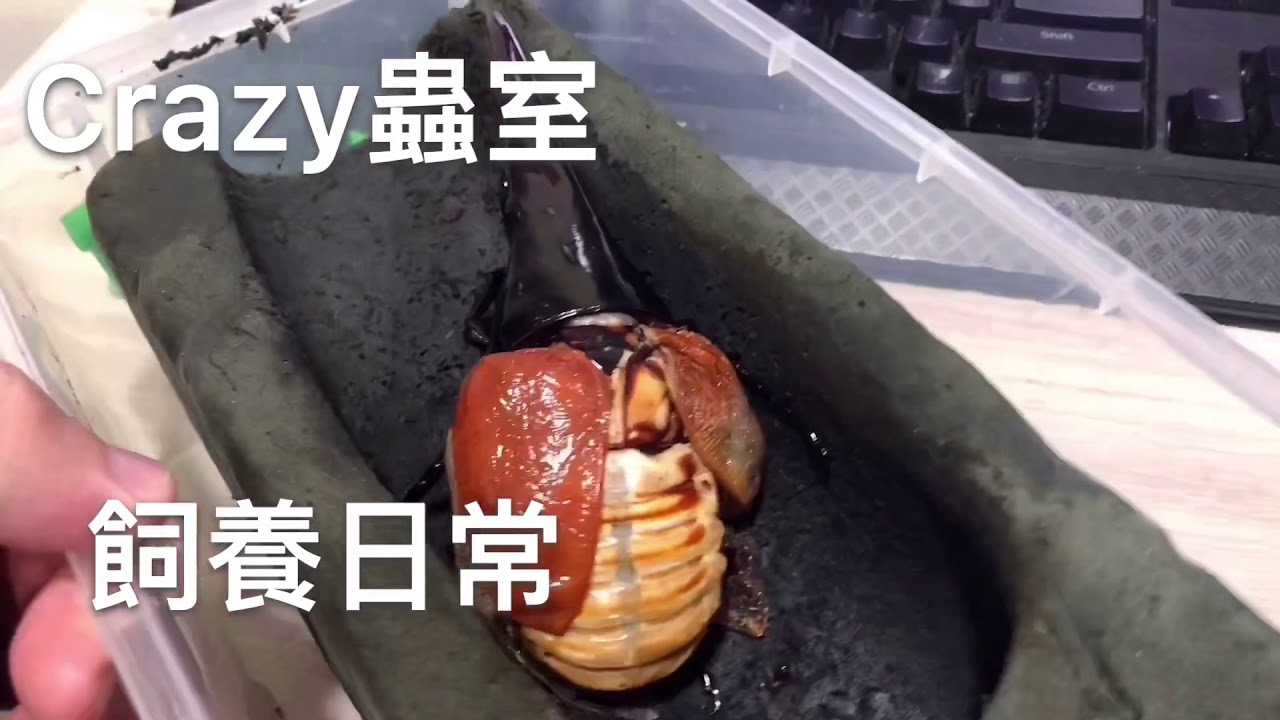 Crazy蟲室 新羽化的超極太 Youtube