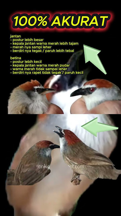 ciri ciri burung kaso kaso jantan dan betina 100% akurat #kasokaso #burungmasteran