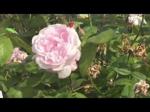 World Gardeners: Clusters of Light Pink Roses Blooming In Garden #rose ...