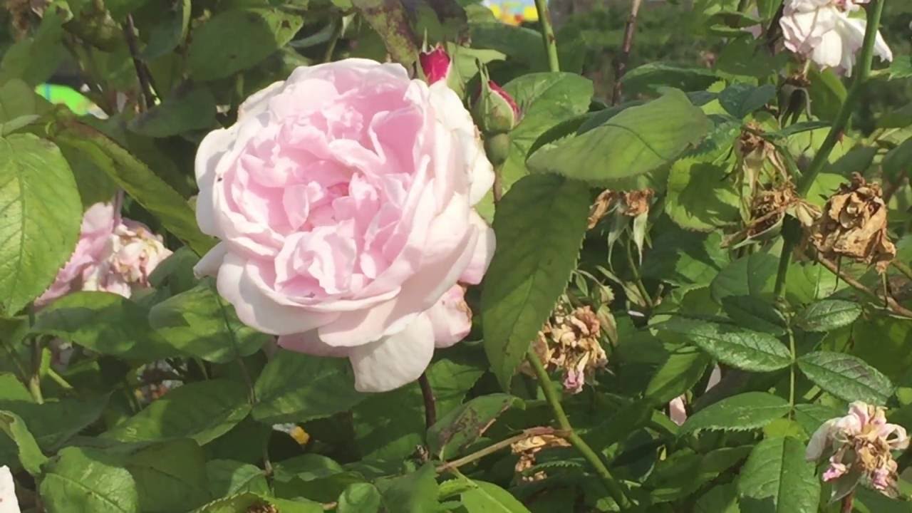 Clusters of Light Pink Roses Blooming In Garden 