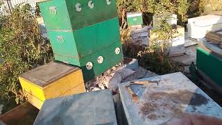 видео: 6 лет не получалось получить зимних пчел из последних расплодов сентября.Все пчелы вымирали......... картинка: 6 лет не получалось получить зимних пчел из последних расплодов сентября.Все пчелы вымирали.........
