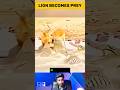 Lion Falls Prey to a Furious Crocodile