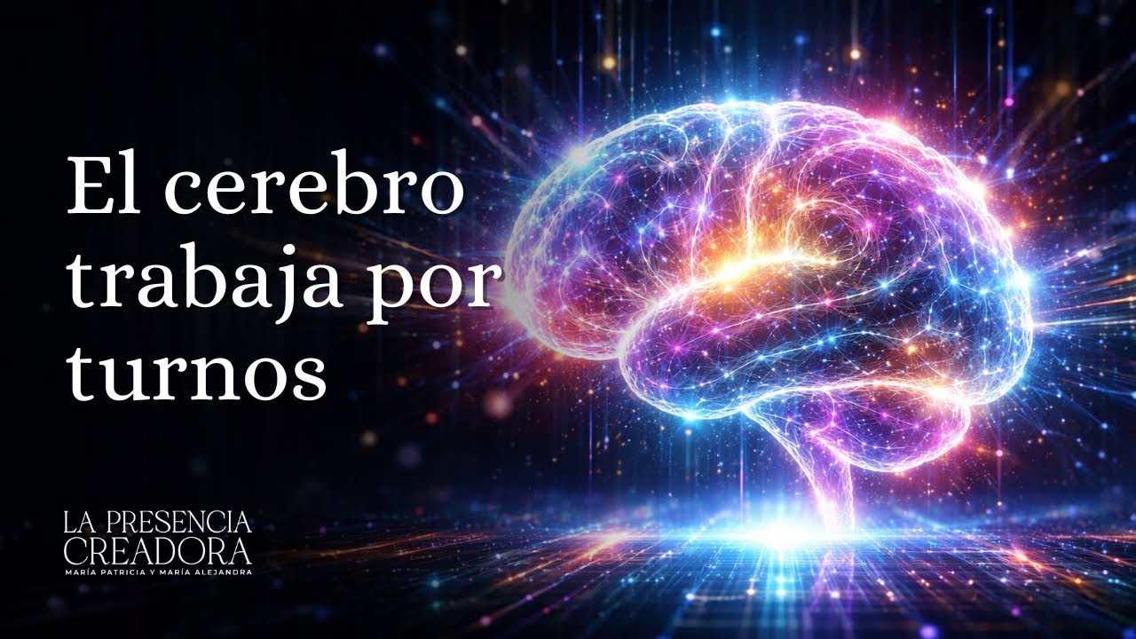 El cerebro trabaja por turnos