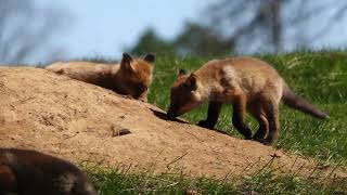 : Eight fox kits playing in the sun