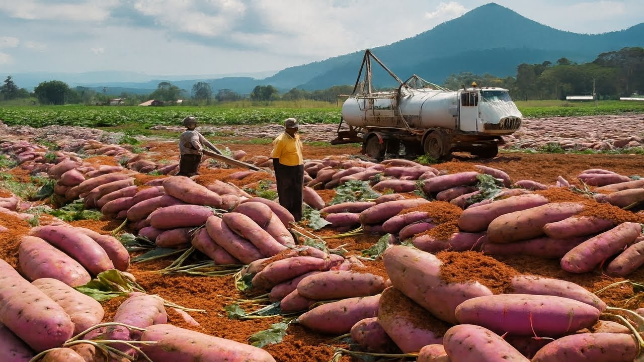 Millions de Patates Douces Récoltées — Comment la Caroline du Nord Domine le Marché Mondial