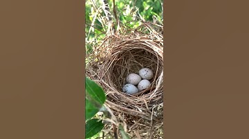 Incibating eggs - Day 13 - Long tailed shrike