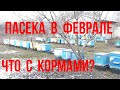 Пасека в феврале - результат подкормки пчел медом, Зимовка пчел в разных типах ульев